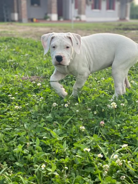 CUCCIOLI Dogo Argentino