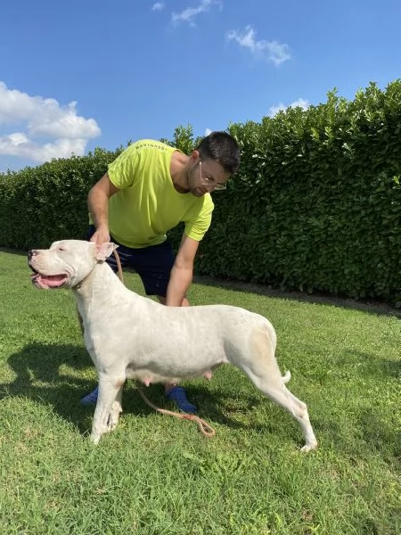 CUCCIOLI Dogo Argentino | Foto 0