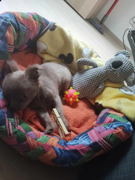 chihuahua femmina pelo lungo