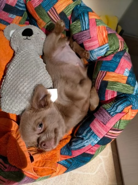 chihuahua femmina pelo lungo | Foto 4