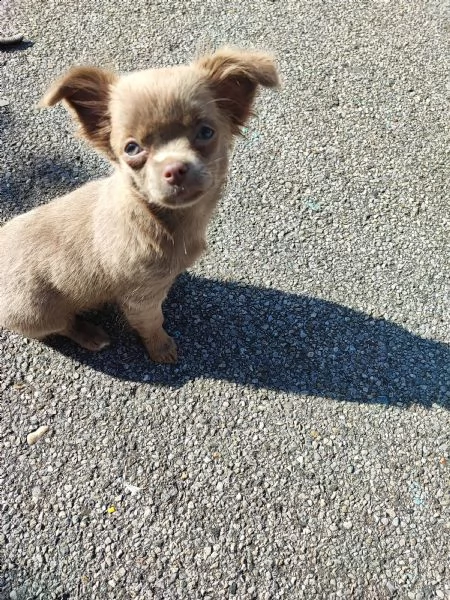 chihuahua femmina pelo lungo | Foto 3
