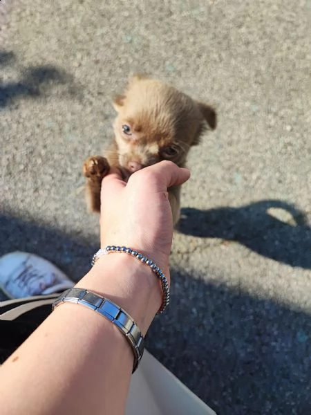 chihuahua femmina pelo lungo | Foto 2