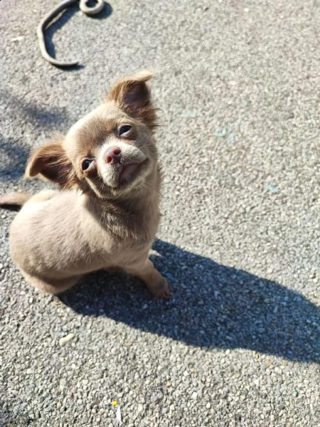 chihuahua femmina pelo lungo | Foto 1