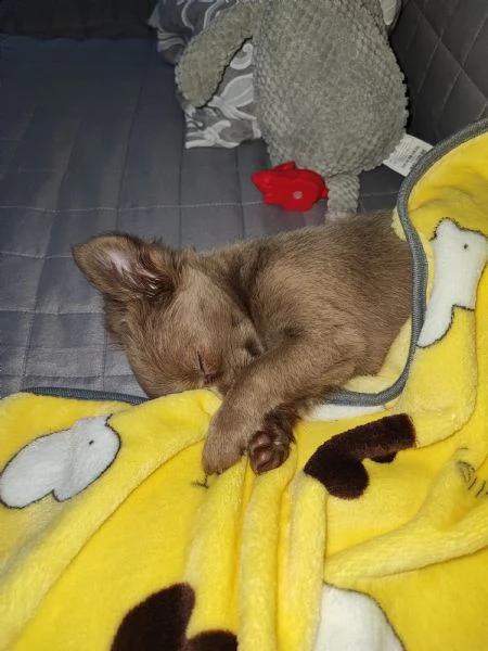 chihuahua femmina pelo lungo | Foto 0