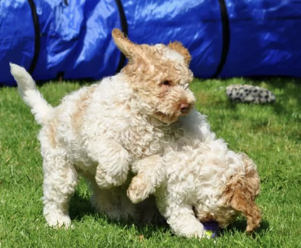 lagotto romagnolo welpen | Foto 1