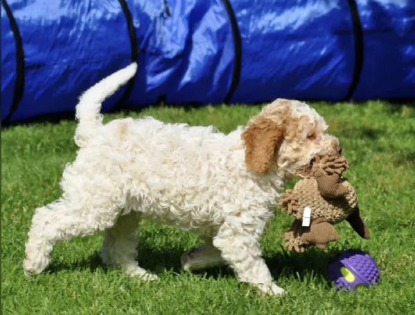 lagotto romagnolo welpen | Foto 0