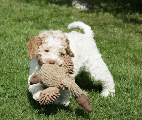 lagotto romagnolo welpen