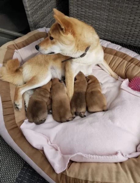 cuccioli shiba-inu di razza pura, da allevamento responsabile!
