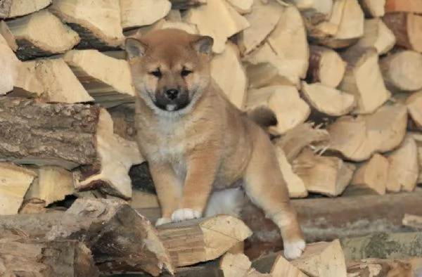 cuccioli shiba-inu di razza pura, da allevamento responsabile! | Foto 0