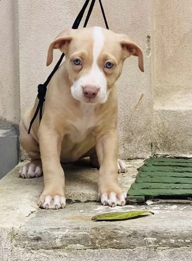 cuccioli pitbull 