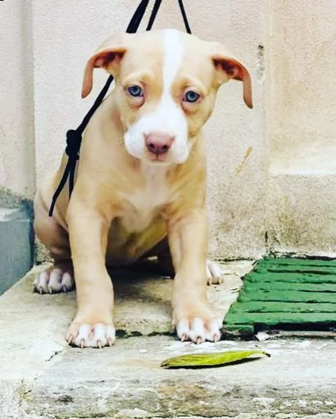 cuccioli pitbull  | Foto 1