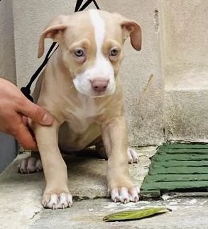 cuccioli pitbull  | Foto 0