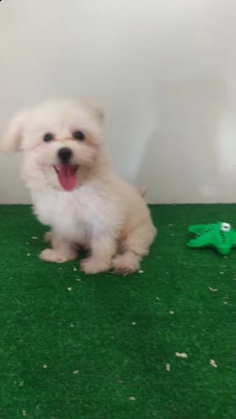 maltese