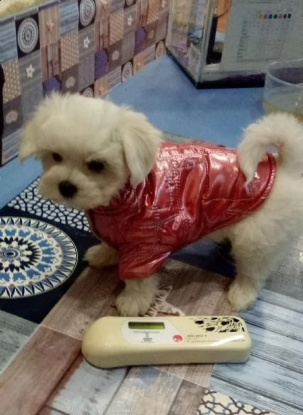 cuccioli maltesi maschi & femmina disponibili