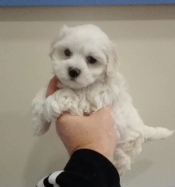 cuccioli maltesi maschi & femmina disponibili | Foto 3