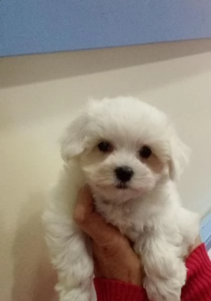 cuccioli maltesi maschi & femmina disponibili | Foto 2