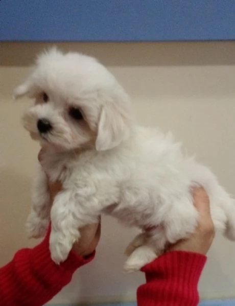 cuccioli maltesi maschi & femmina disponibili | Foto 1
