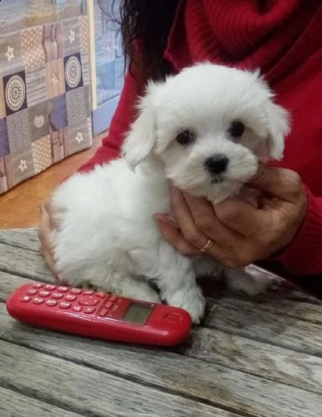 cuccioli maltesi maschi & femmina disponibili | Foto 0