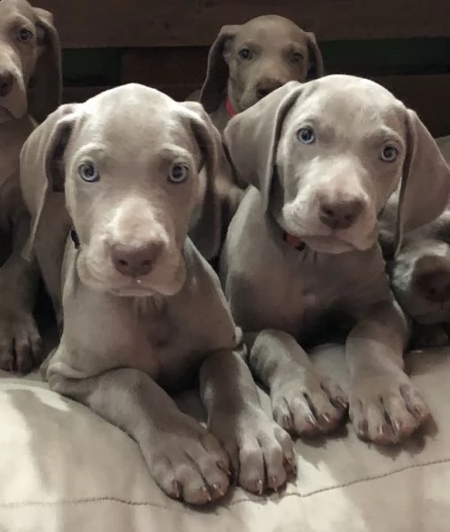 cuccioli weimaraner con pedigree