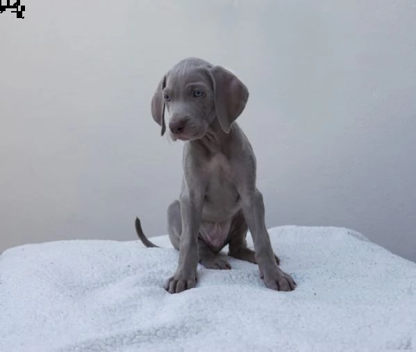 cuccioli weimaraner con pedigree | Foto 1