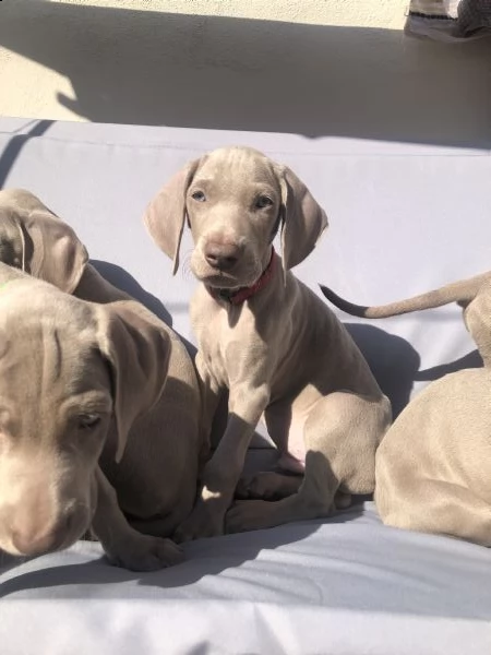 cuccioli weimaraner con pedigree | Foto 0