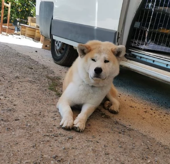cuccioli selezionati di akita inu | Foto 6
