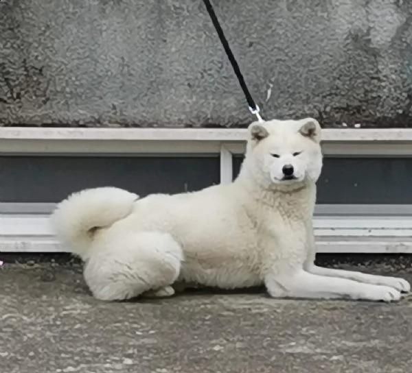 cuccioli selezionati di akita inu