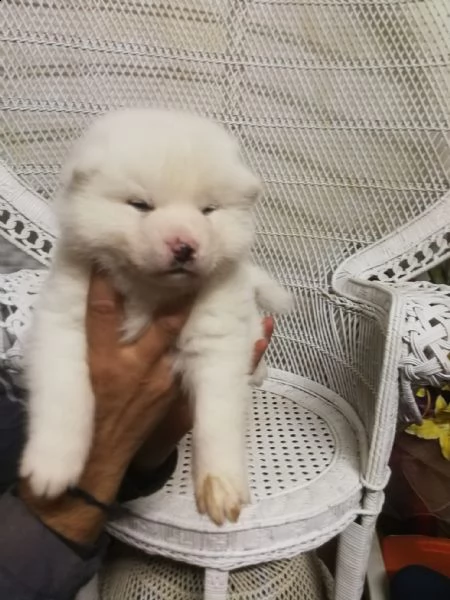 cuccioli selezionati di akita inu | Foto 5