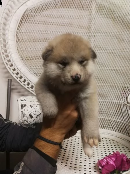 cuccioli selezionati di akita inu | Foto 4