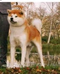 cuccioli selezionati di akita inu | Foto 3