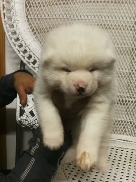 cuccioli selezionati di akita inu | Foto 2
