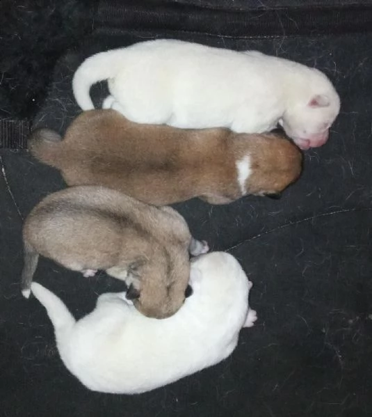 cuccioli selezionati di akita inu | Foto 1