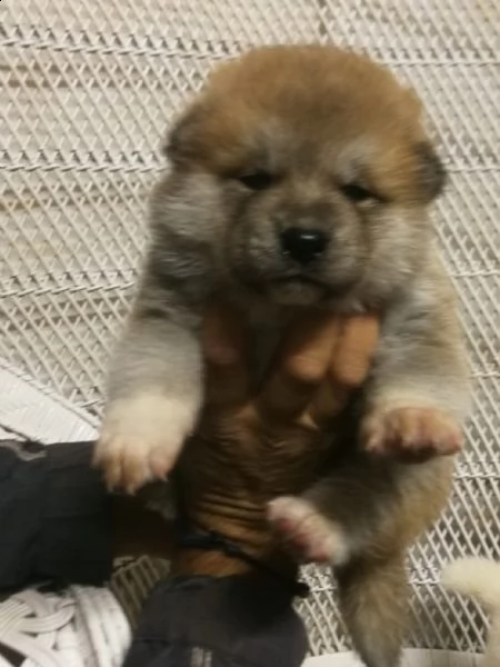 cuccioli selezionati di akita inu | Foto 0
