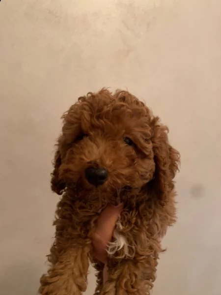 barboncini toy