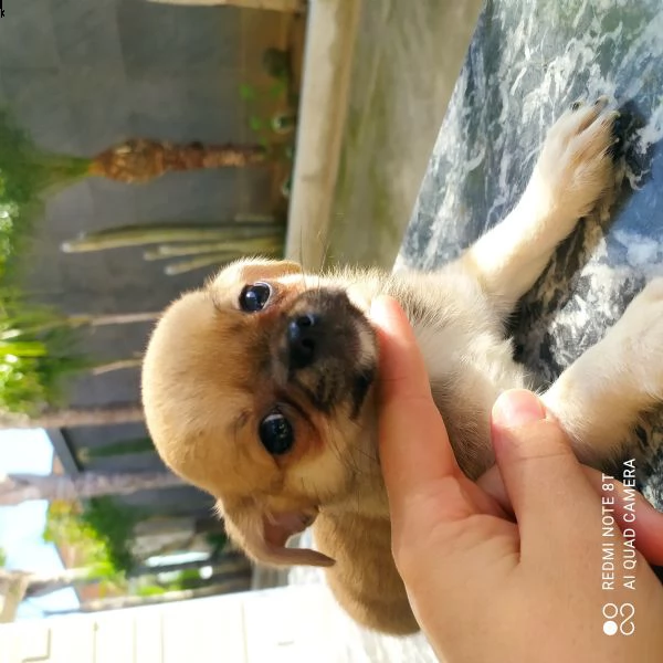 cuccioli chihuahua  | Foto 4