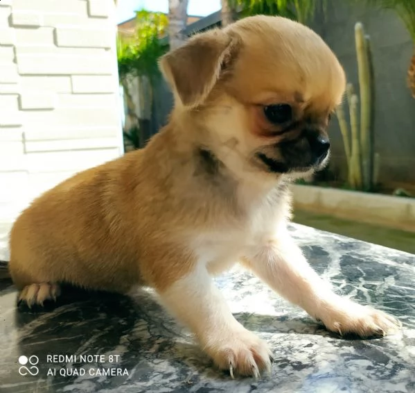 cuccioli chihuahua  | Foto 3