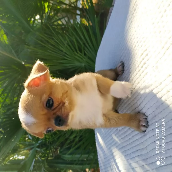 cuccioli chihuahua  | Foto 2
