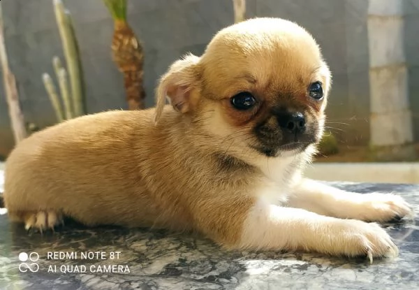 cuccioli chihuahua  | Foto 1