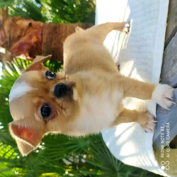 cuccioli chihuahua 
