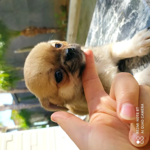 cuccioli chihuahua  | Foto 0
