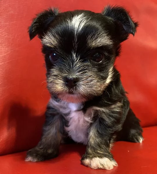 cucciolo di yorkshire terrier toy maschio