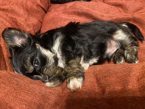 cucciolo di yorkshire terrier toy maschio | Foto 3