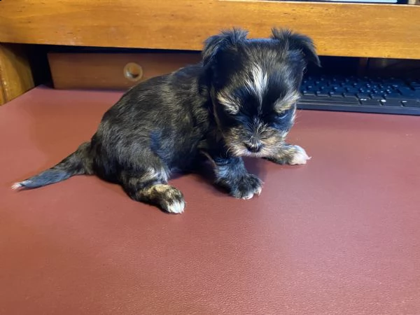 cucciolo di yorkshire terrier toy maschio | Foto 2