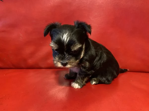 cucciolo di yorkshire terrier toy maschio | Foto 1