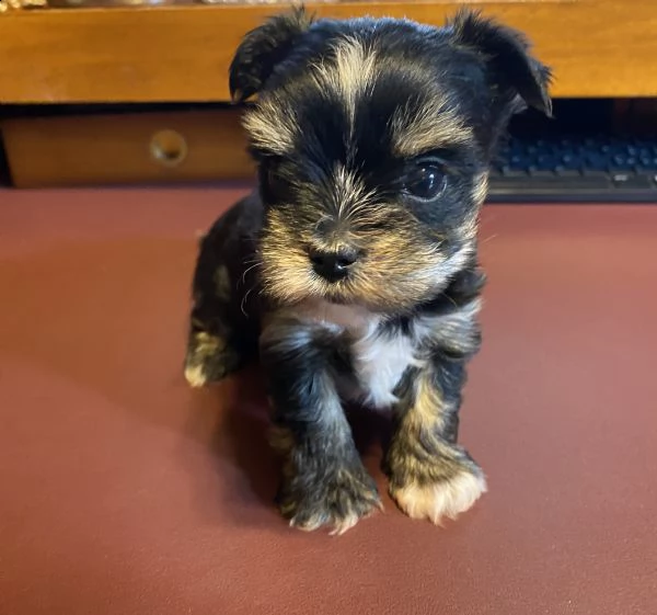 cucciolo di yorkshire terrier toy maschio | Foto 0