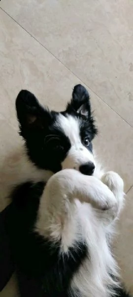 Bellissimo cucciolo di Border Collie,Sottobicchieri rotondi in