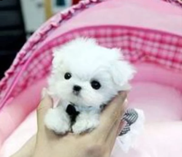 giocattolo maltese disponibile per la vendita | Foto 1