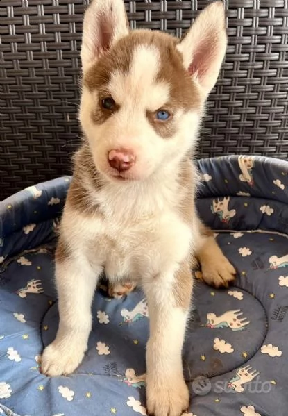 cuccioli in vendita 