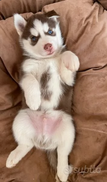 cuccioli in vendita  | Foto 3