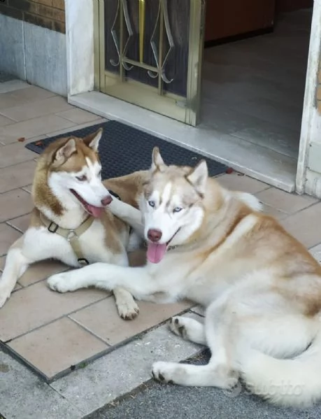 cuccioli in vendita  | Foto 2